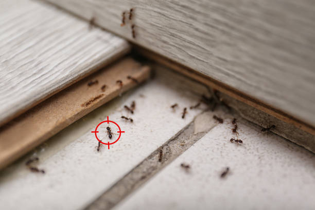 Best Residential Pest Control  in Wesley Chapel, FL