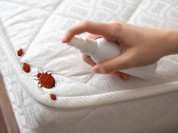Best Spider Control Near Me  in Wesley Chapel, FL