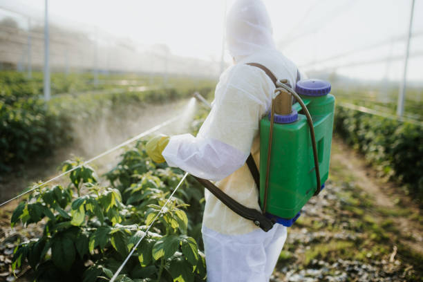 Best Termite Control Services  in Wesley Chapel, FL